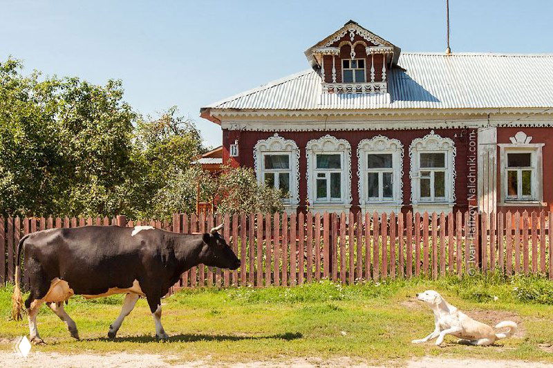 Деревянный крестьянский дом с резными наличниками на окнах, корова идёт по траве перед забором, в кадре виден сельский пейзаж и собака.
