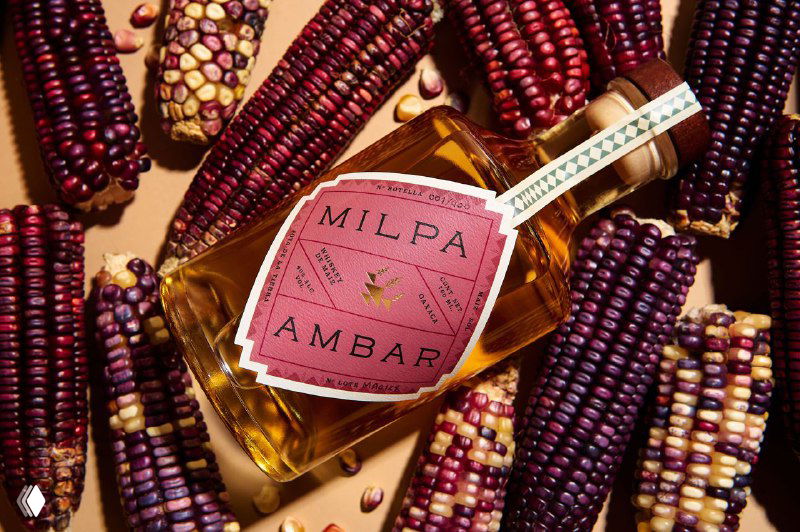 Бутылка Milpa Ambar среди пёстрой декоративной кукурузы; снимок подчёркивает насыщенные цвета зерен и контраст этикетки с фоном.