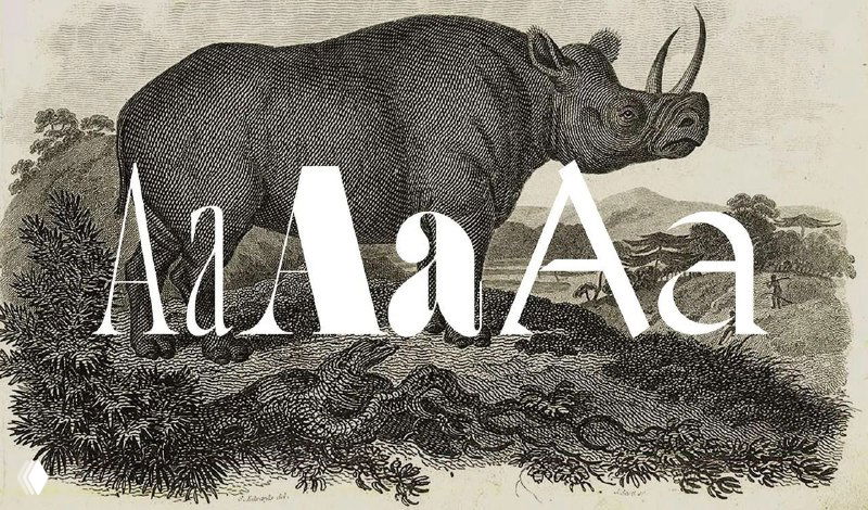 Старинная гравюра с изображением носорога и крупными буквами «AaAaAa» в разных антиквенных стилях — иллюстрация к классификации шрифтов.