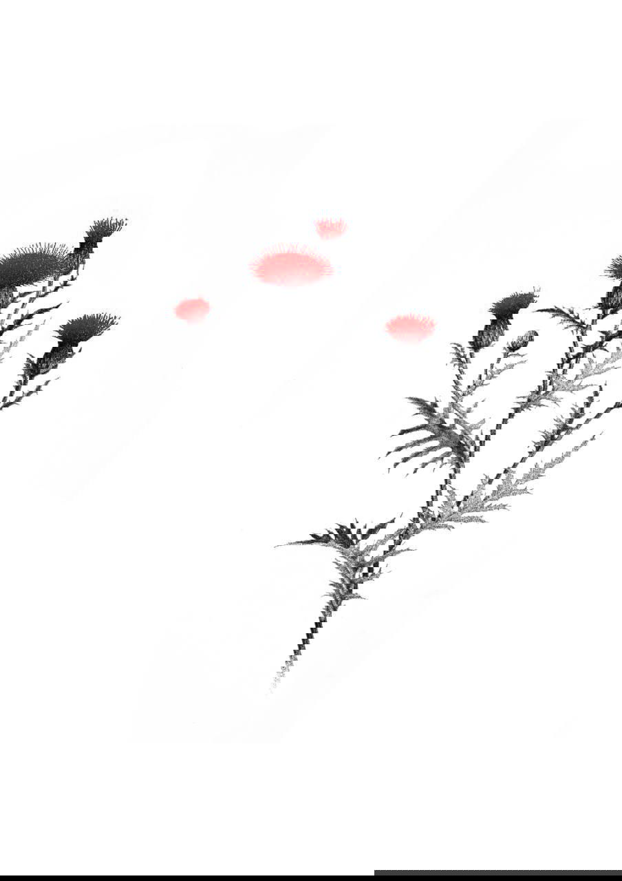 Ботаническая графика: ветвистый чертополох с яркими красными соцветиями, тщательная штриховка и декоративная стилизация, подходит для тату-эскиза