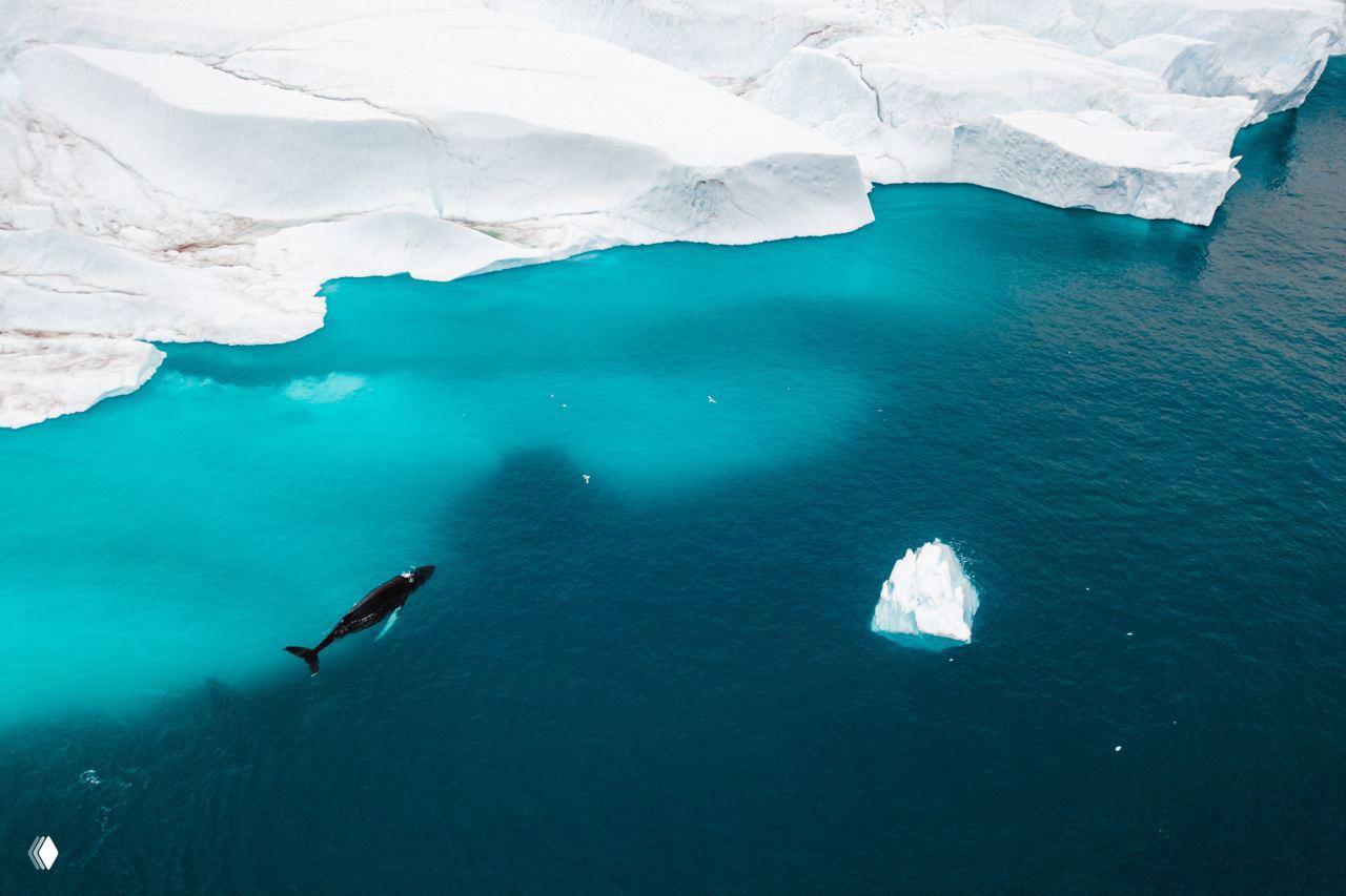 Аэрофотоснимок: кит плывёт в изумрудно‑голубой воде у урезов белых ледяных берегов и айсбергов, контраст цвета воды и льда.