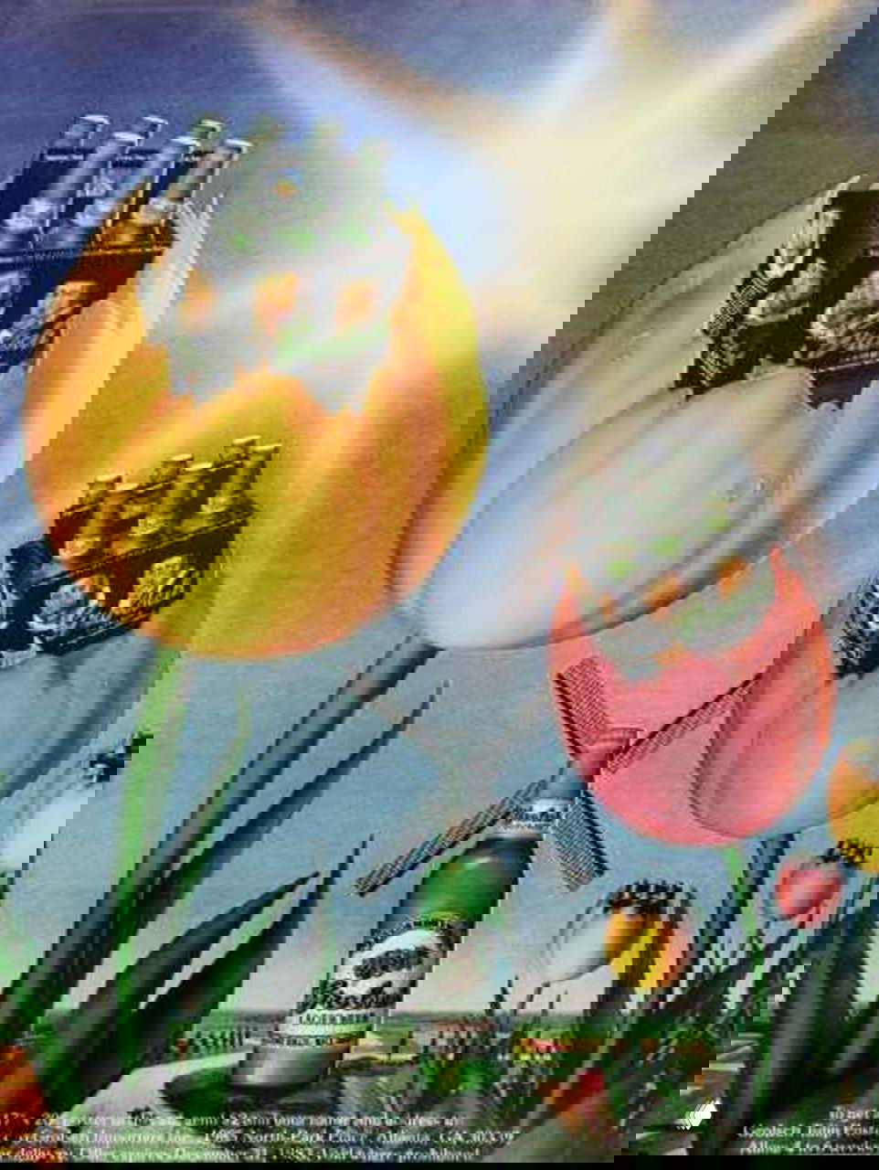 Сюрреалистическая реклама пива: упаковки и бутылки представлены как цветы‑тюльпаны на фоне мельницы и неба — винтажный художественный приём.