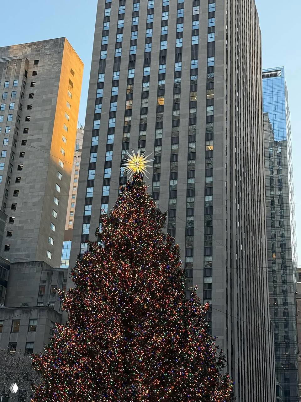 Большая украшенная рождественская ёлка на фоне высотного городского здания, множество маленьких разноцветных огней.