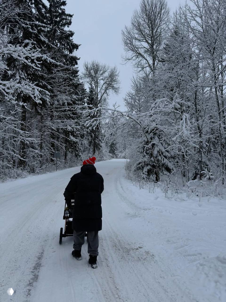 Прогулка по заснеженной дороге: человек с коляской идёт по зимнему лесу, вокруг высокие ели, покрытые снегом под спокойным небом.