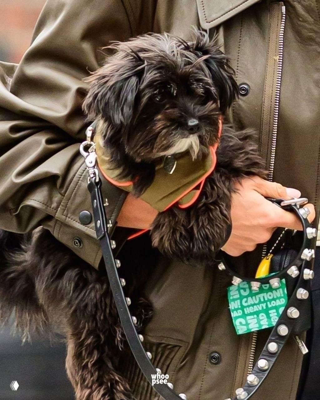 Крупный план маленькой тёмной пушистой собаки в жилете на руках у хозяйки, видны ошейник и декоративный поводок.