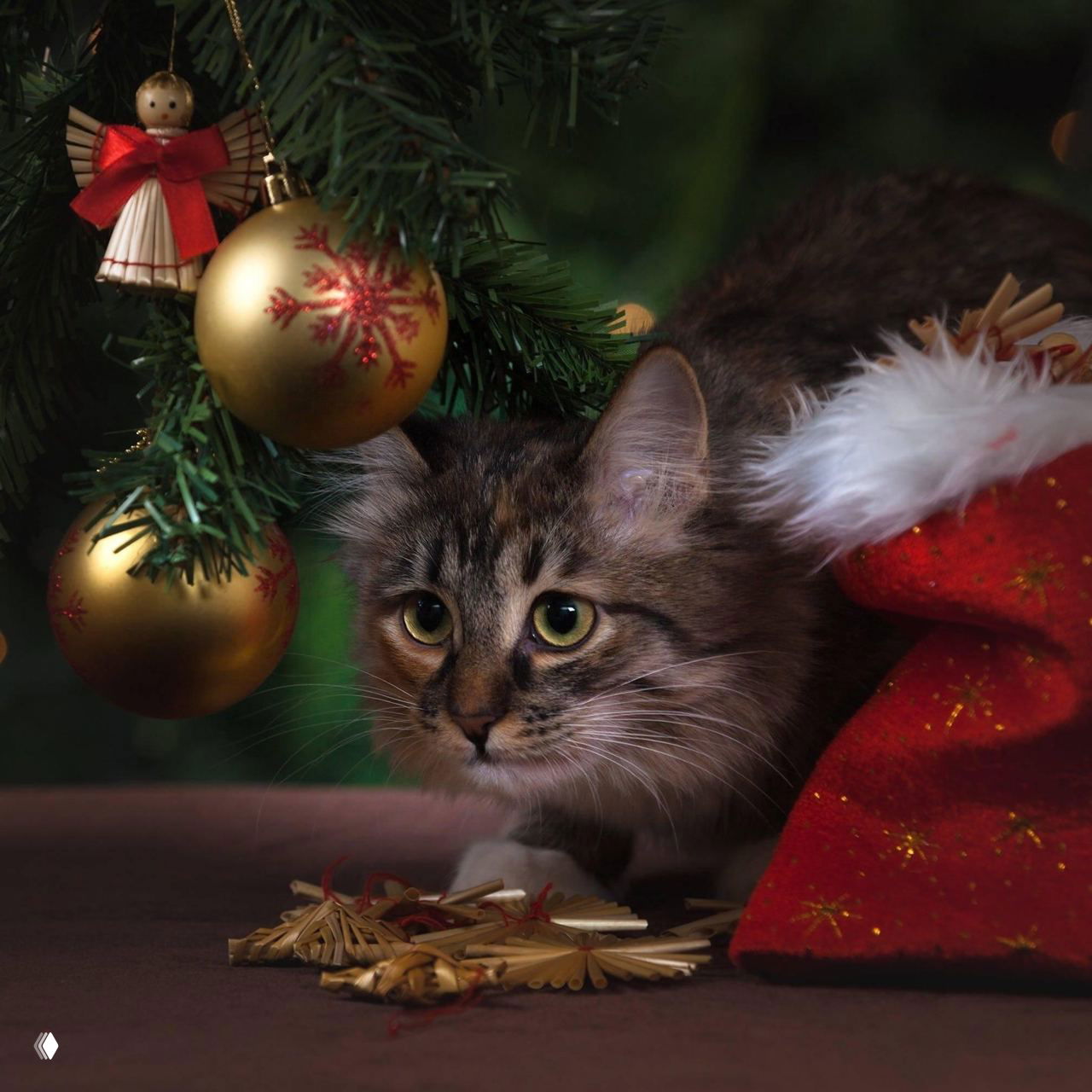 Кот прячется под ёлкой рядом с золотыми шарами и рождественским чулком: кот наблюдает за комнатой с укрытия под ветвями.