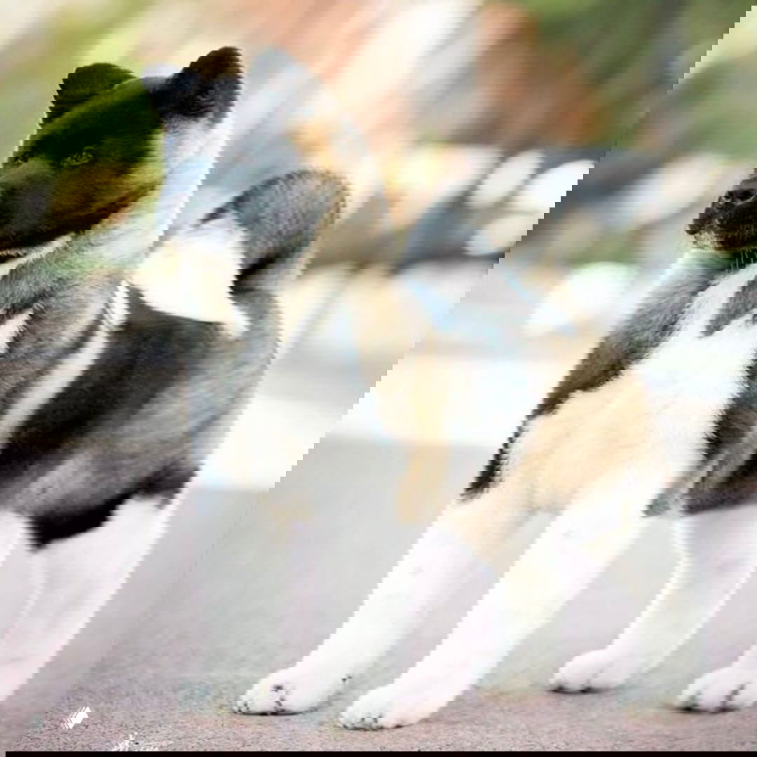 Молодой щенок американской акиты стоит на прогулке на фоне размытых деревьев; плотный корпус, выразительная голова и пышная шерсть у динамичного щенка.