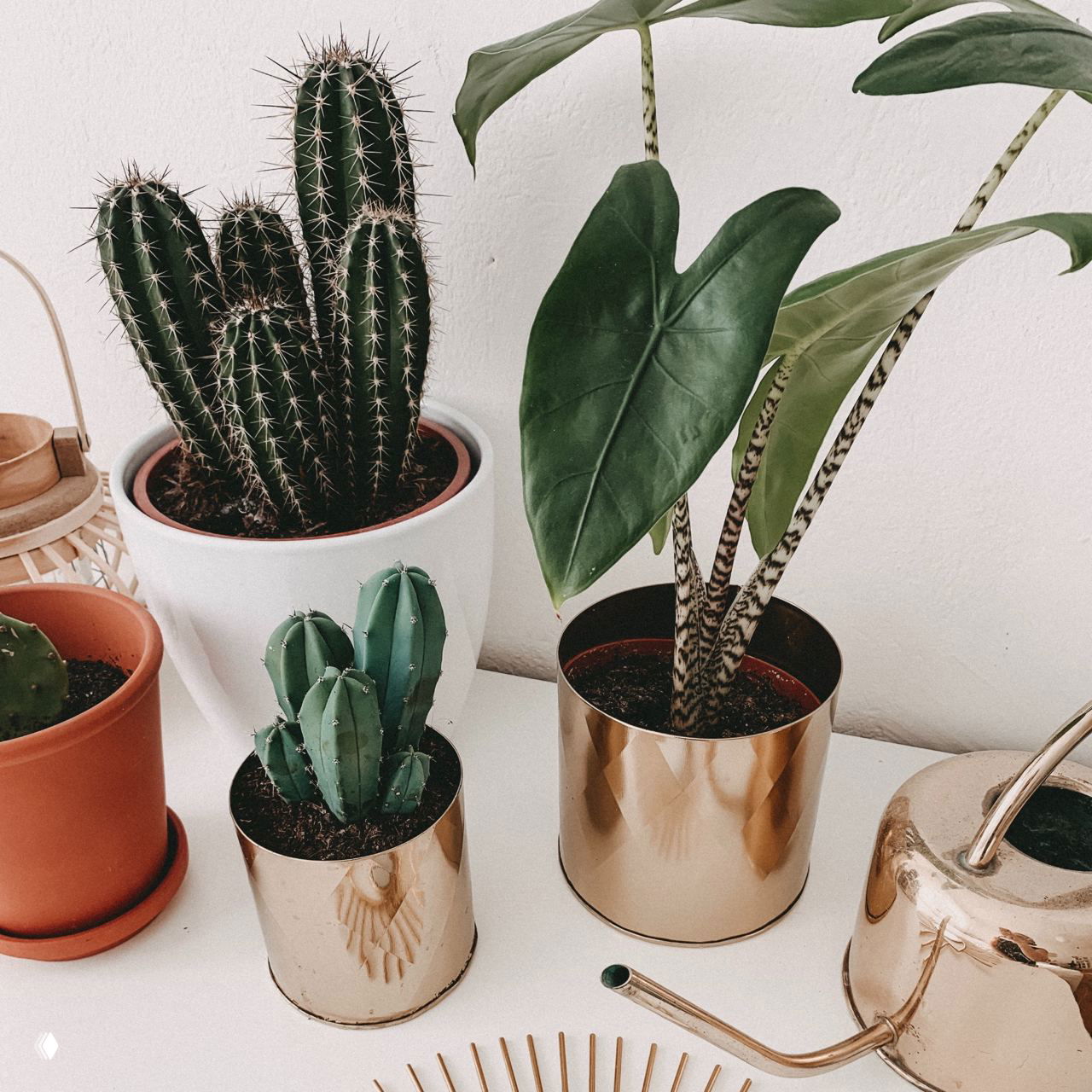 Группа комнатных растений на светлом подоконнике: высокие и низкие кактусы в белых и медных горшках рядом с лиственным растением, декоративный поливочный чайник.