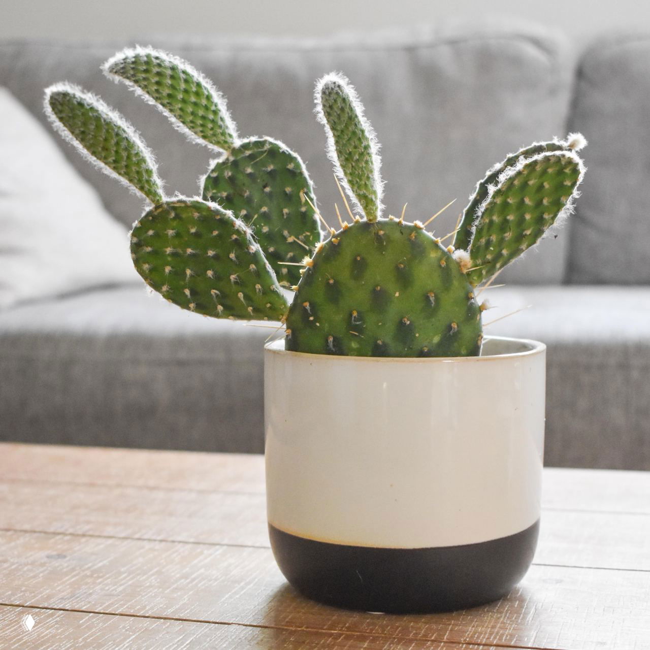 Одиночный кактус в стильном белом горшке на деревянном столе на фоне серого дивана, минималистичный интерьер с акцентом на растение.