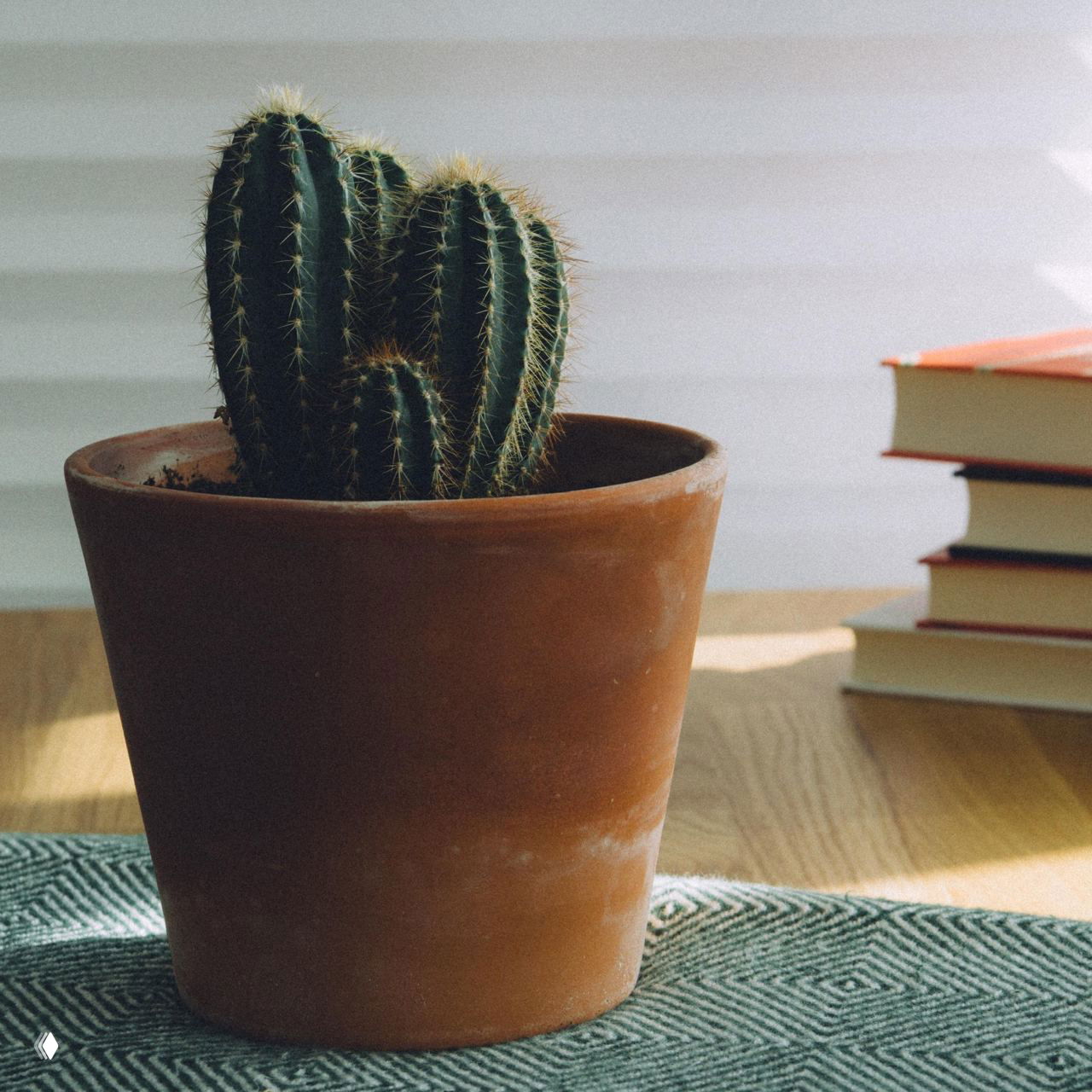 Крупный кактус в классическом терракотовом горшке на деревянной поверхности рядом со стопкой книг, солнечный свет подчёркивает фактуру растения и горшка.