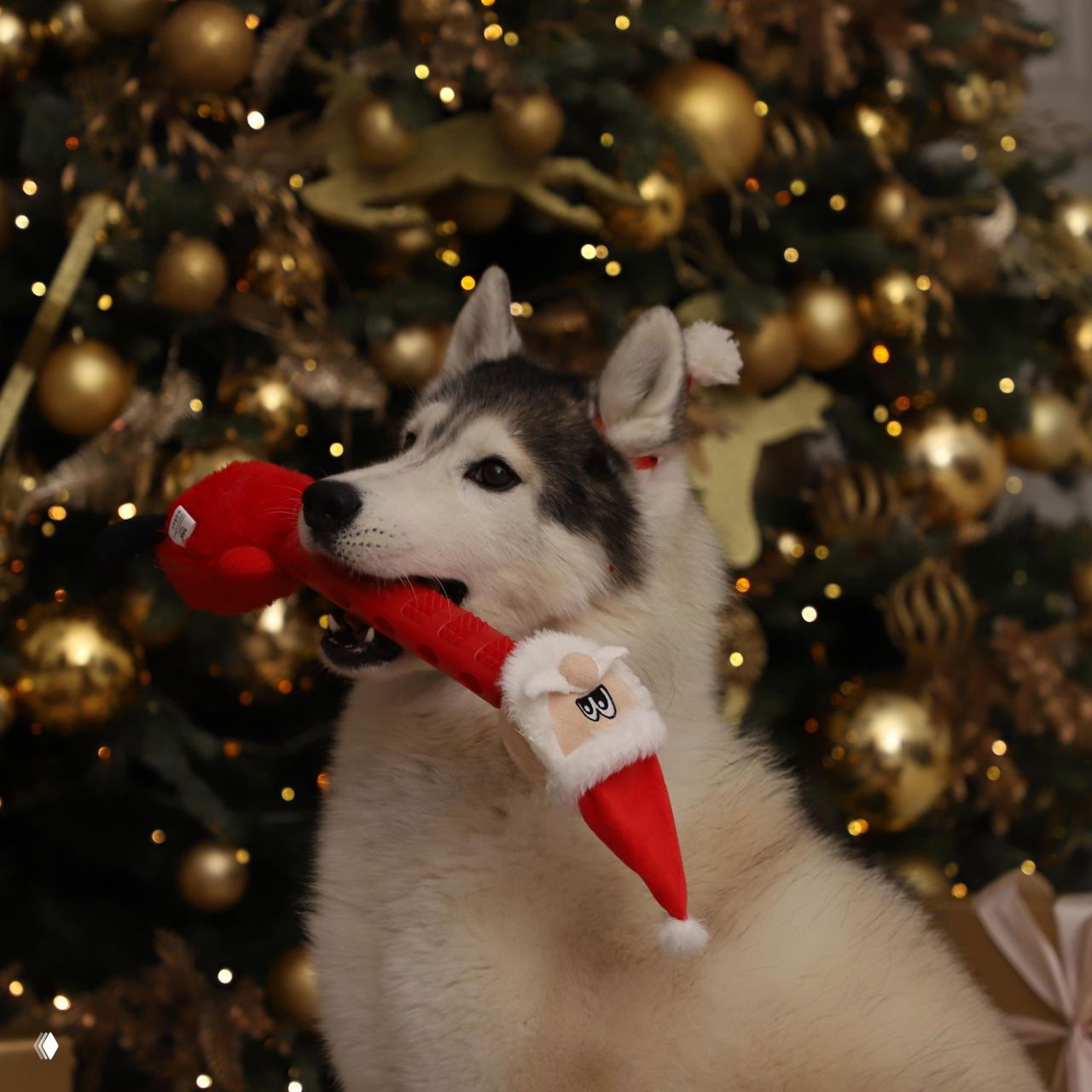 Хаски держит в пасти длинную плюшевую праздничную игрушку с элементами Санты/лошадки на фоне украшенной золотыми шарами новогодней ёлки, сценка для рекламы коллекции