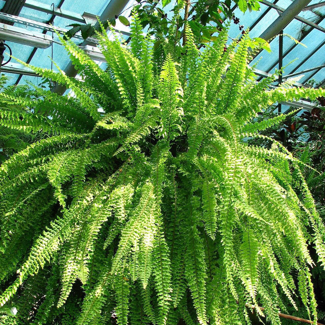 Крупный куст бостонского папоротника в оранжерее при рассеянном свете — демонстрация листовой массы и способности к поглощению влаги.