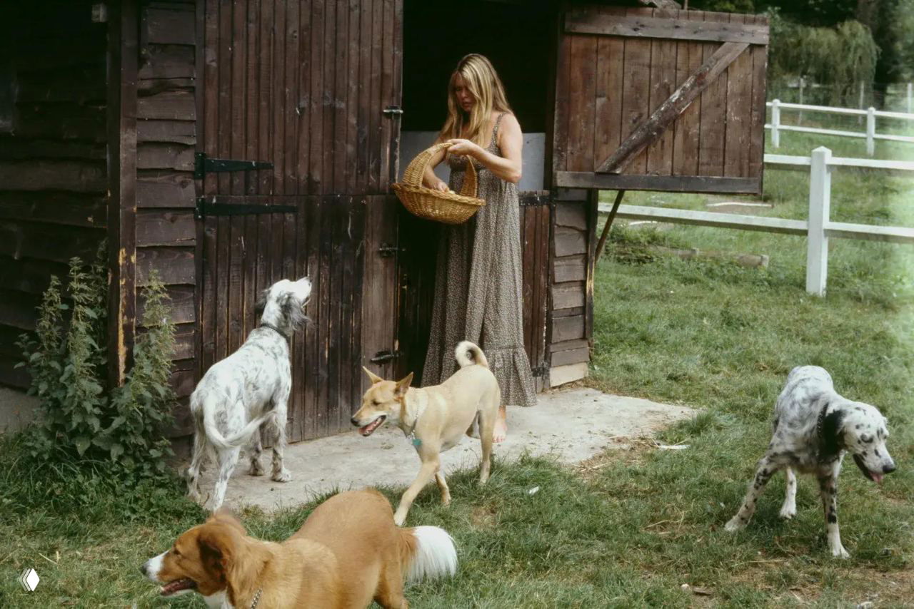 Архивный снимок: женщина у сарая раздаёт еду группе собак на зелёном участке — изображение приюта и ухода за питомцами в усадьбе.