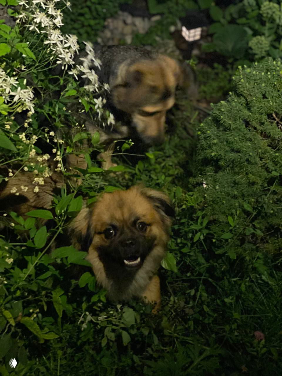 Антидементные любимцы и исследование Nature