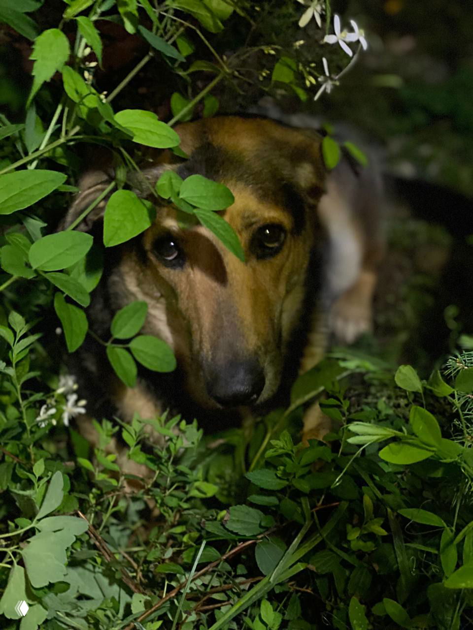 Крупный план второй собаки, прижавшейся в кустах цветочной клумбы ночью; выражение осторожное, окружение листьев и низкой освещённости дачного сада.