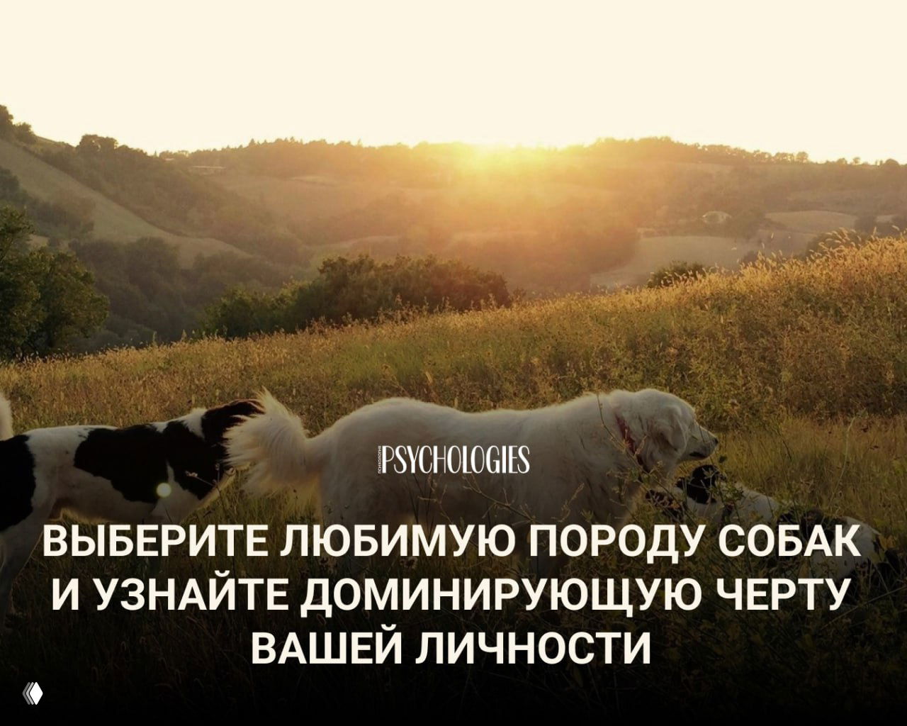Две собаки гуляют по полю на закате; промо‑изображение к тесту Psychologies о том, как выбор породы может отражать доминирующие черты личности.