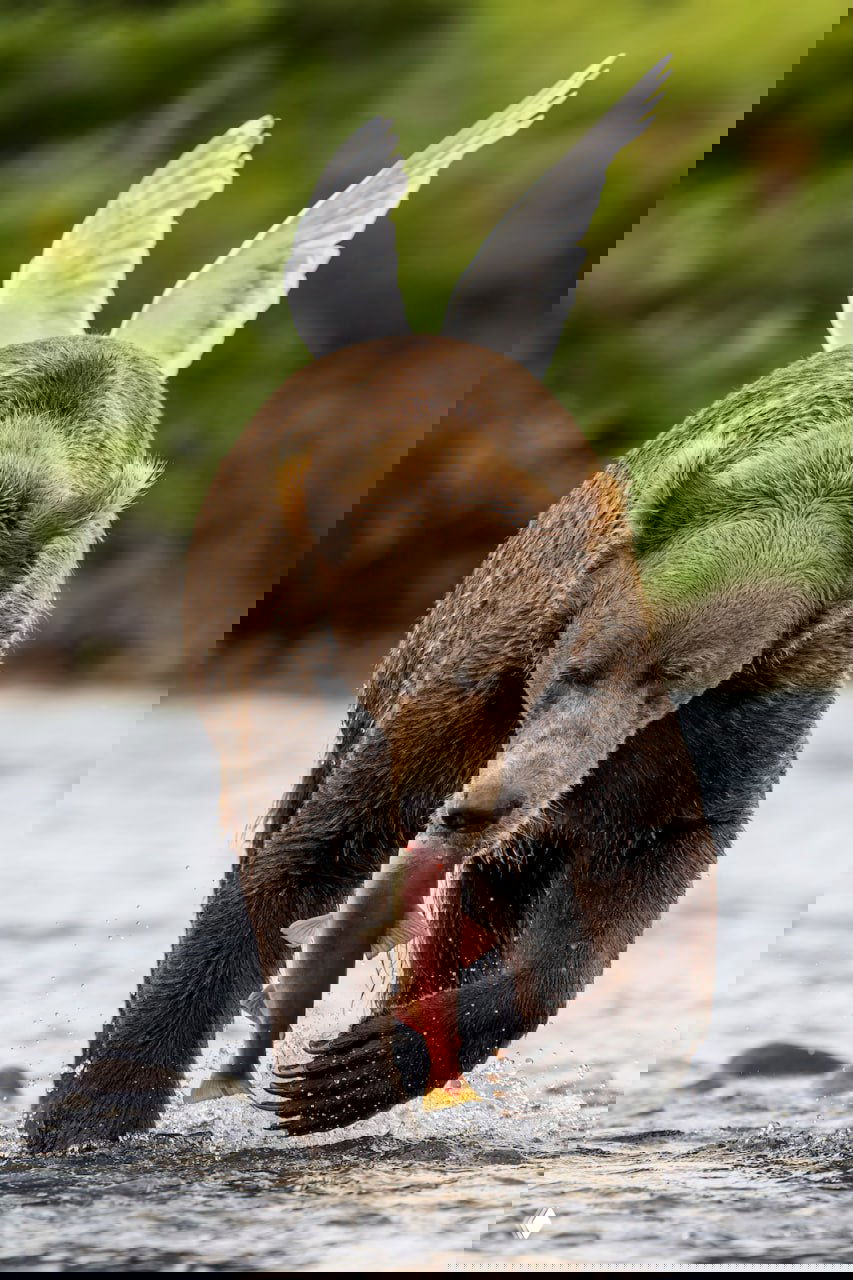 Бурый медведь в реке ловит лосося: драматичный кадр, показывающий силу и грацию дикого животного в природной среде, отмеченный Nature’s Best.