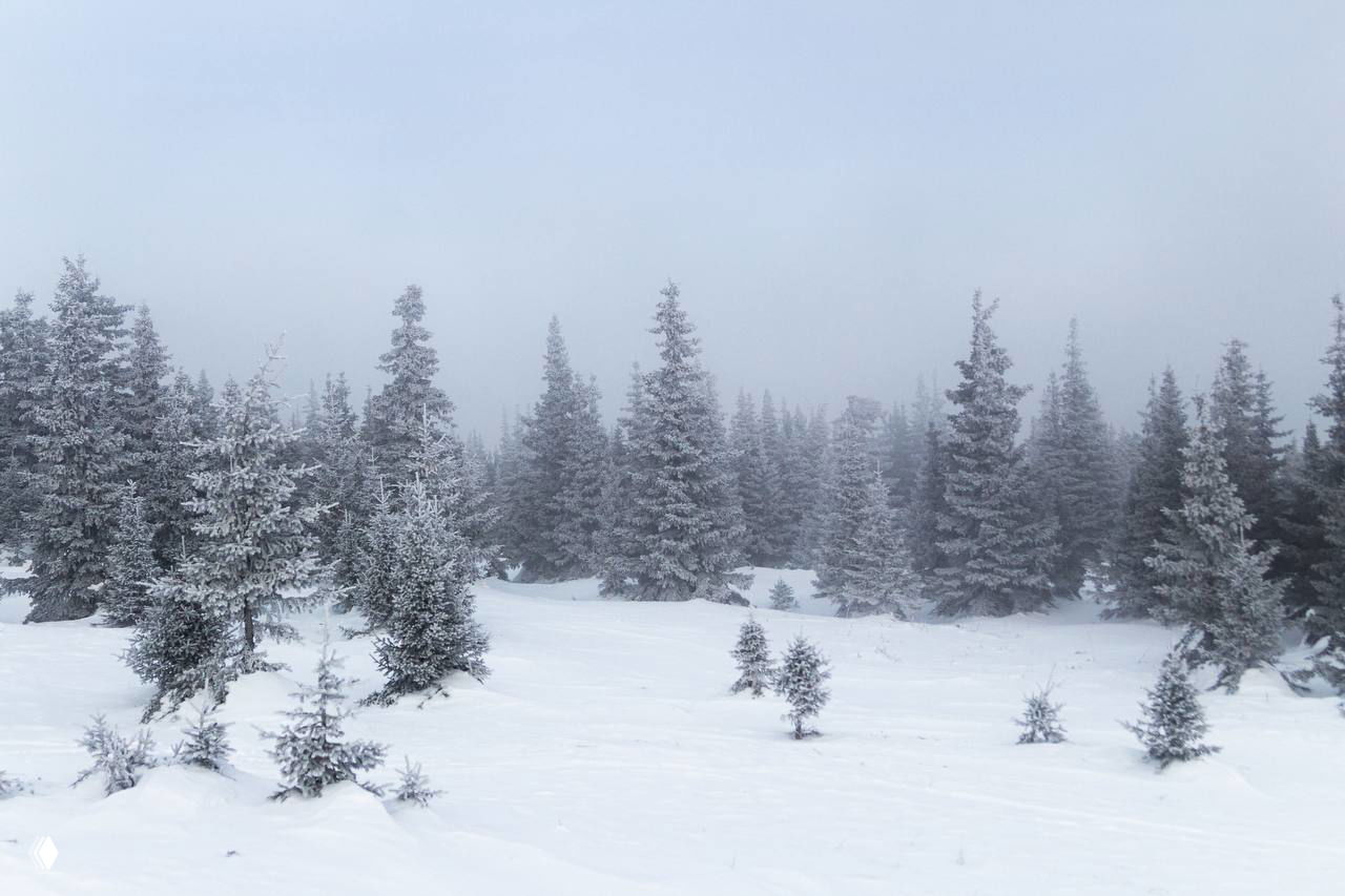 Зимний лес на Иремеле: ели в морозной изморози, ровное снежное поле и приглушённая туманная атмосфера, характерная для высокогорья.