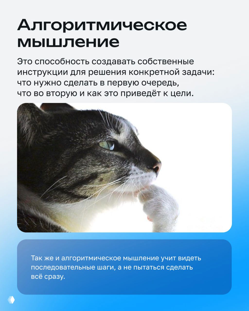 Текстовый слайд «Алгоритмическое мышление» и изображение размышляющего кота как метафора последовательного решения задач.