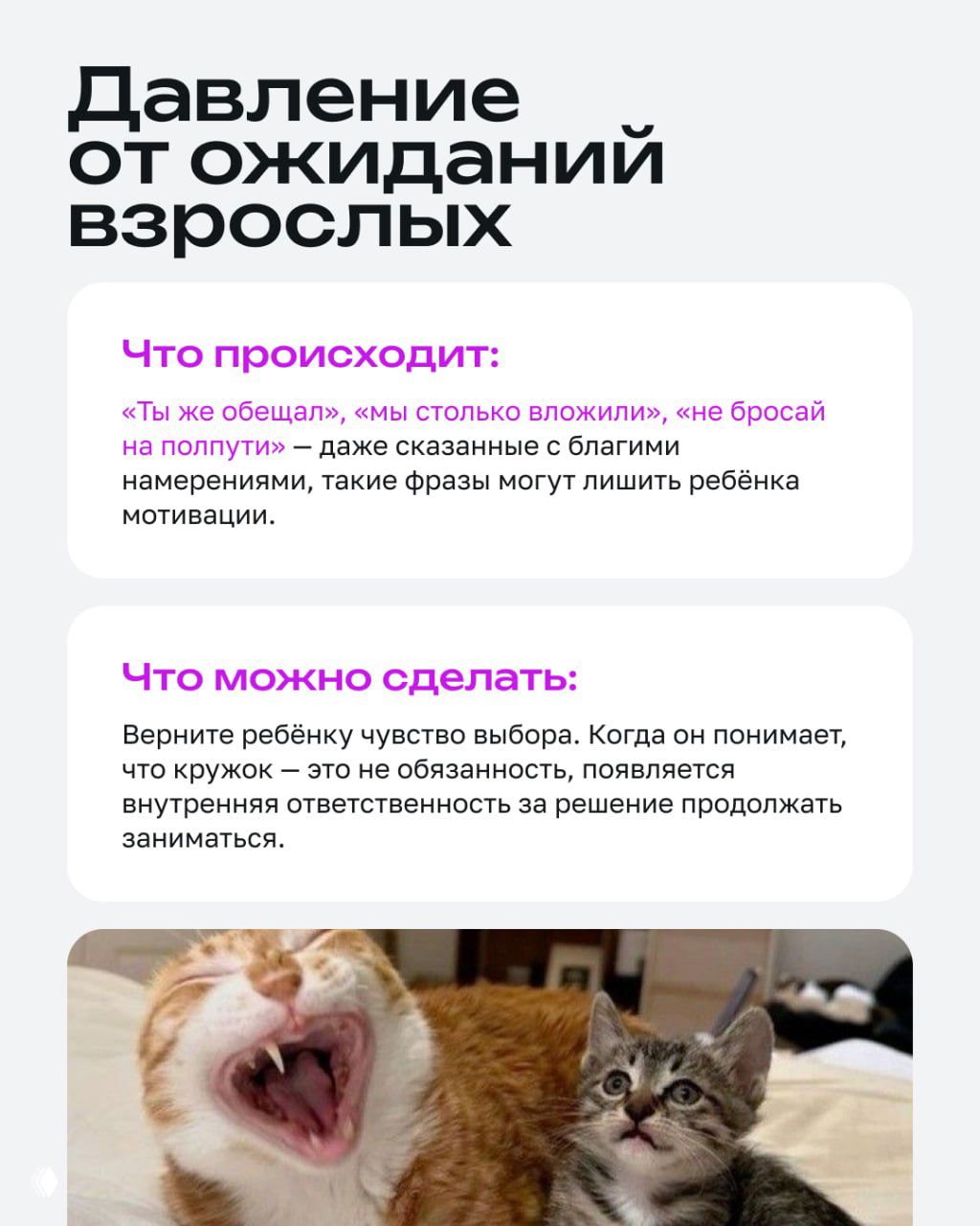 Карточка о давлении ожиданий взрослых: текстовые блоки и фото двух котов, один будто раздражённый — метафора давления, лишающего мотивации ребёнка.