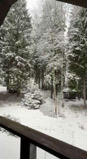 Вид с балкона на заснеженный сад и высокий хвойный лес — сосны и ели в лёгкой зимней изморози, спокойная загородная обстановка.