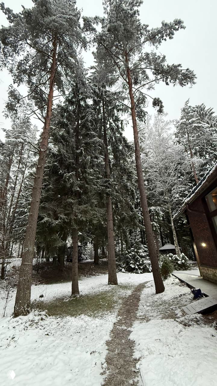 Высокие сосны и ели, покрытые первым снегом, тропинка между деревьями к дому и фрагмент фасада — зимний лес на участке загородной недвижимости.