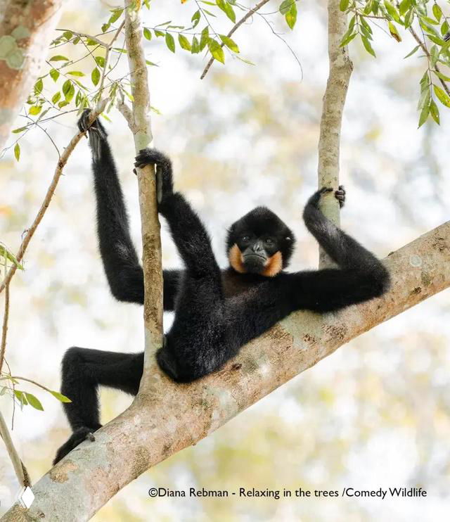 Финалистская фотография Comedy Wildlife Photo Awards 2025: мартышка на ветке в комичной позе, крупный план с листьями и светлым фоном.