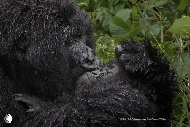 Финалистская фотография Comedy Wildlife Photo Awards 2025: два гориллоподобных примата в тесном кадре, трогательная и комичная сцена с выражениями лиц и текстурой шерсти.