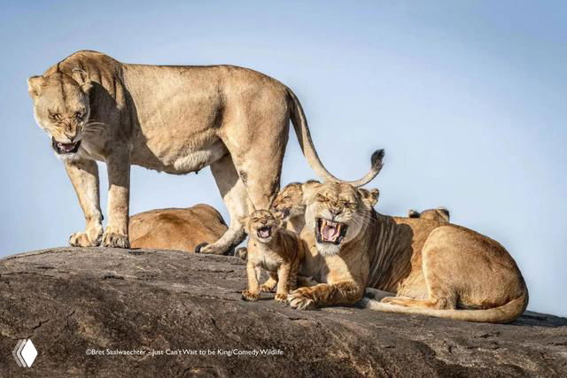 Финалистская фотография Comedy Wildlife Photo Awards 2025: львиная семейка на высокой скале, детёныши демонстрируют забавные гримасы на фоне саванны.