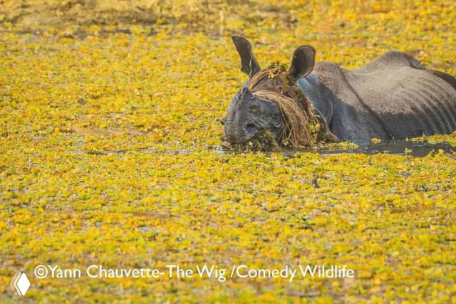 Финалистская фотография Comedy Wildlife Photo Awards 2025: носорог наполовину погружён в водоём, окружённый жёлтыми водорослями, кадр выделяется неожиданной композицией.