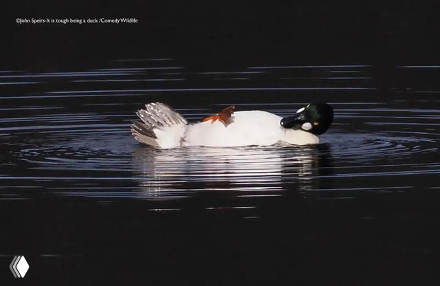 Финалистская фотография Comedy Wildlife Photo Awards 2025: утка с закрытыми глазами мирно плавает по воде, спокойный и комичный кадр с отражением и деталями перьев.