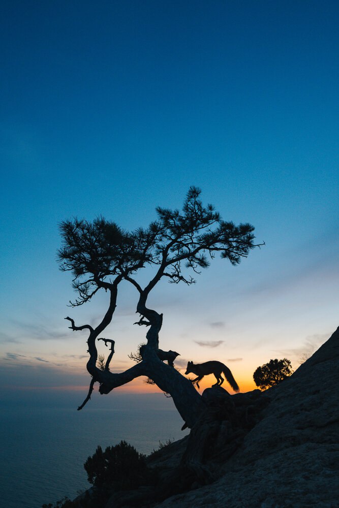 Силуэт искривлённого дерева и хищного животного на утёсе у моря при закате, контровая подсветка и выразительная композиция — кадр Андрея из Крыма.