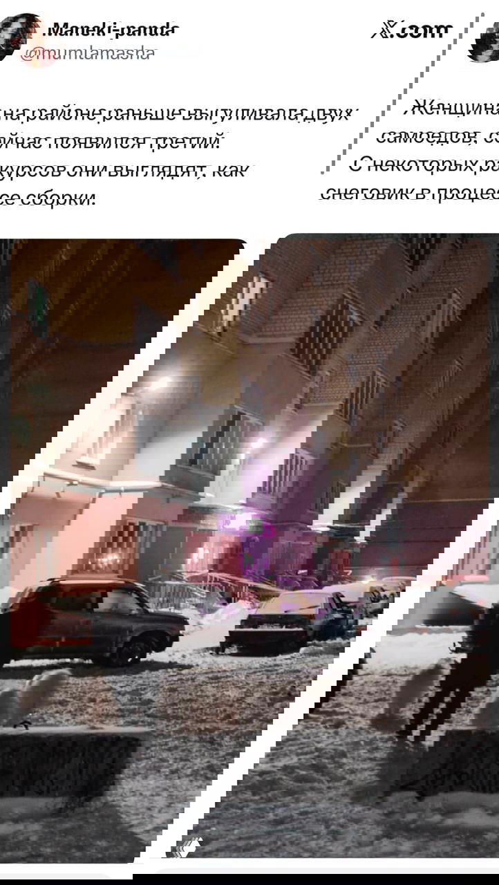 Скриншот твита и фотография ночного двора со снегом: женщина гуляет с тремя пушистыми собаками-самоедами, выглядит как снеговики в сборке.