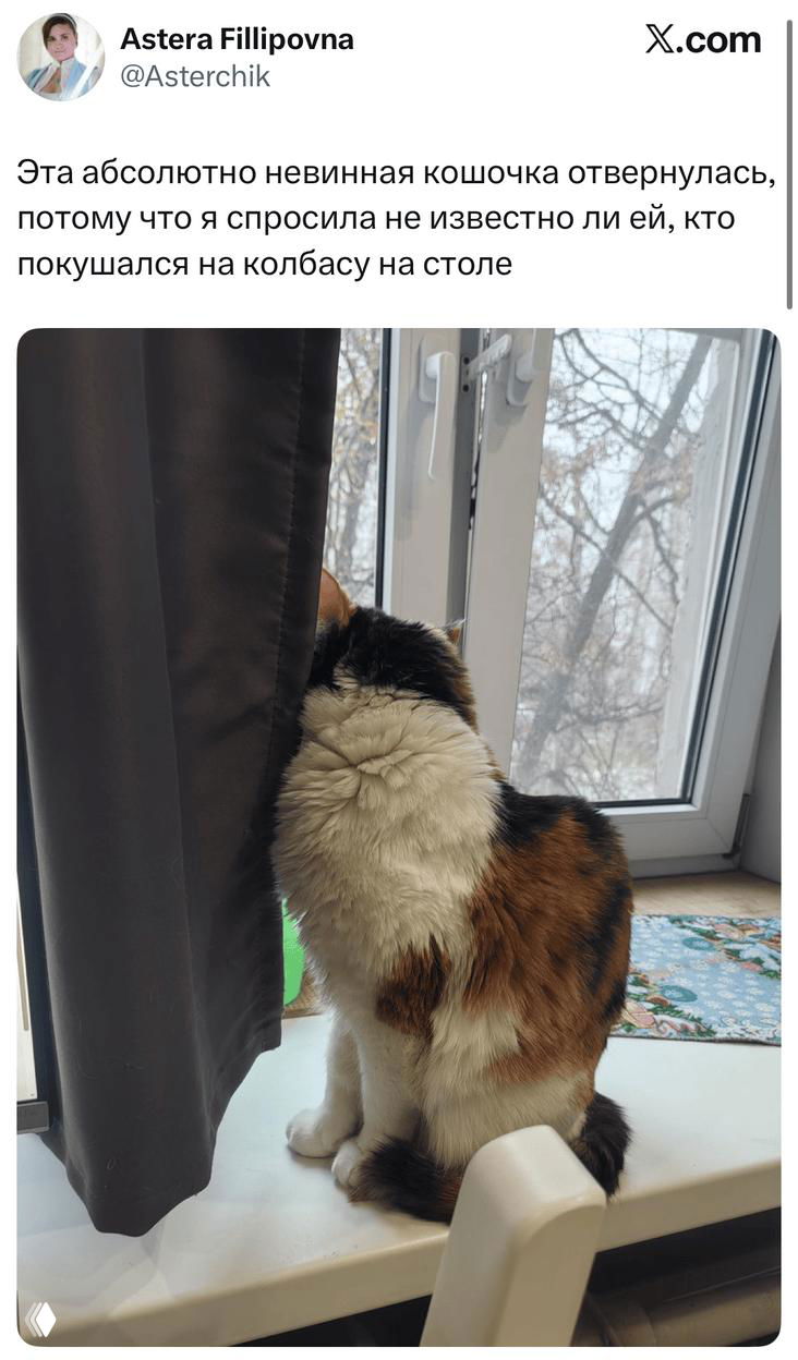 Фотография кошки, повернувшейся спиной и сидящей на подоконнике рядом с занавеской; на заднем плане зимние деревья за окном.