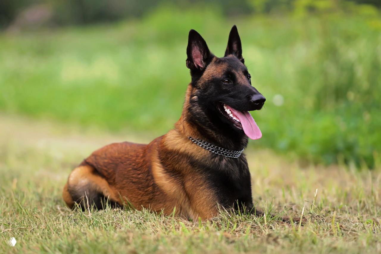 Бельгийская овчарка малинуа лежит на траве на фоне зелёной поляны, с открытым ртом и видимой цепочкой на шее — рабочая собака на природе.