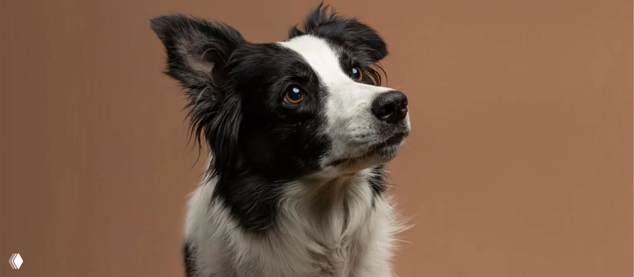 Портрет бордер-колли на однотонном фоне: выразительный взгляд, чёрно-белая морда и внимательная поза, демонстрирующая ум и собачью сосредоточенность.
