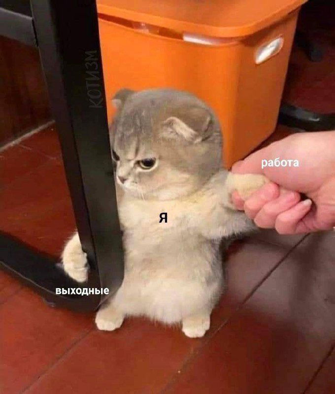 Грустный кот в шапке Деда Мороза с подписью о проверке баланса карты в ожидании новогоднего чуда — мем про финансовую реальность праздников.