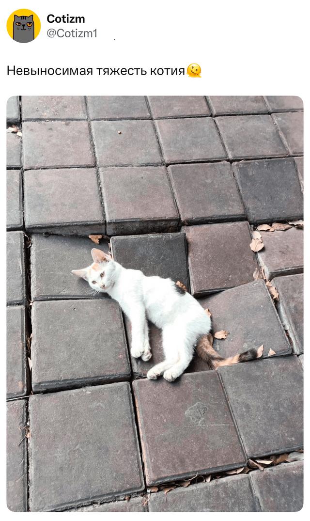 Фото кота, лежащего на тротуаре между брусчаткой, подпись твита отмечает «невыносимую тяжесть котия» в шутливом тоне; изображение уличного животного.