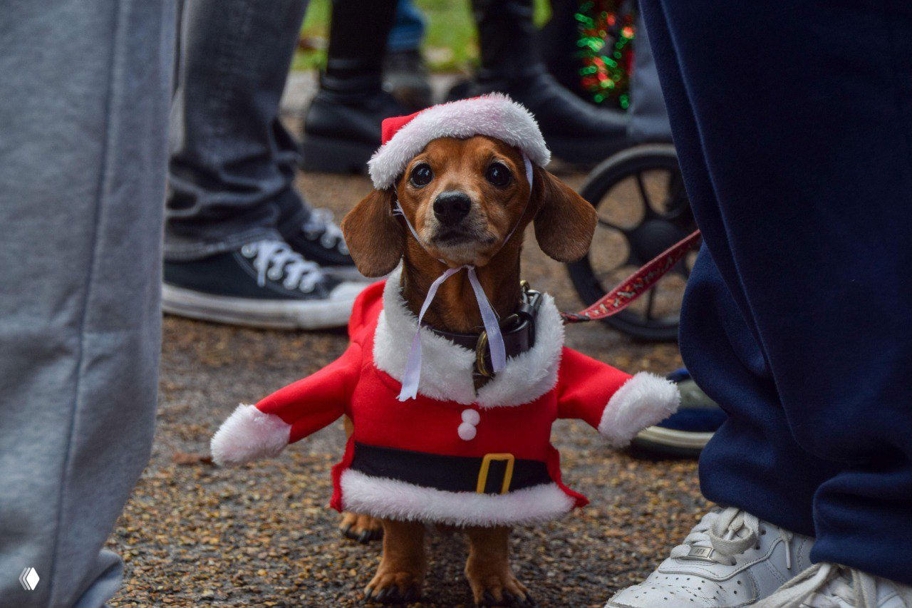 Маленькая такса в костюме Санта‑Клауса среди людей и кроссовок на рождественском фестивале такс в лондонском Гайд‑парке.