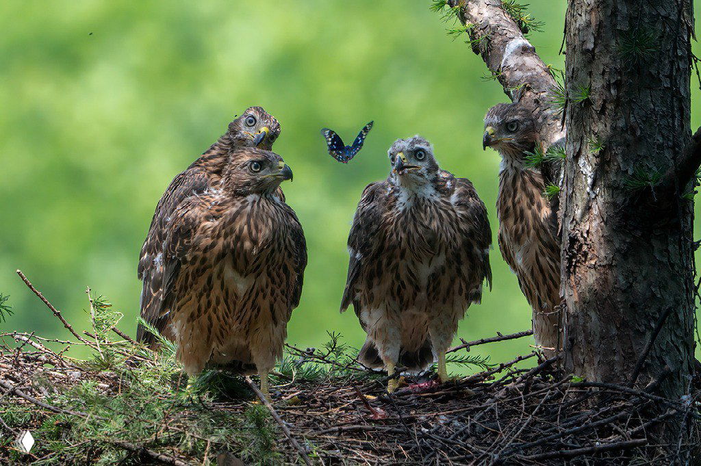 Фотография финалиста Nature’s Best 2025 (Ming Chen): четыре молодых хищника в гнезде и летающая бабочка на мягком зелёном фоне.