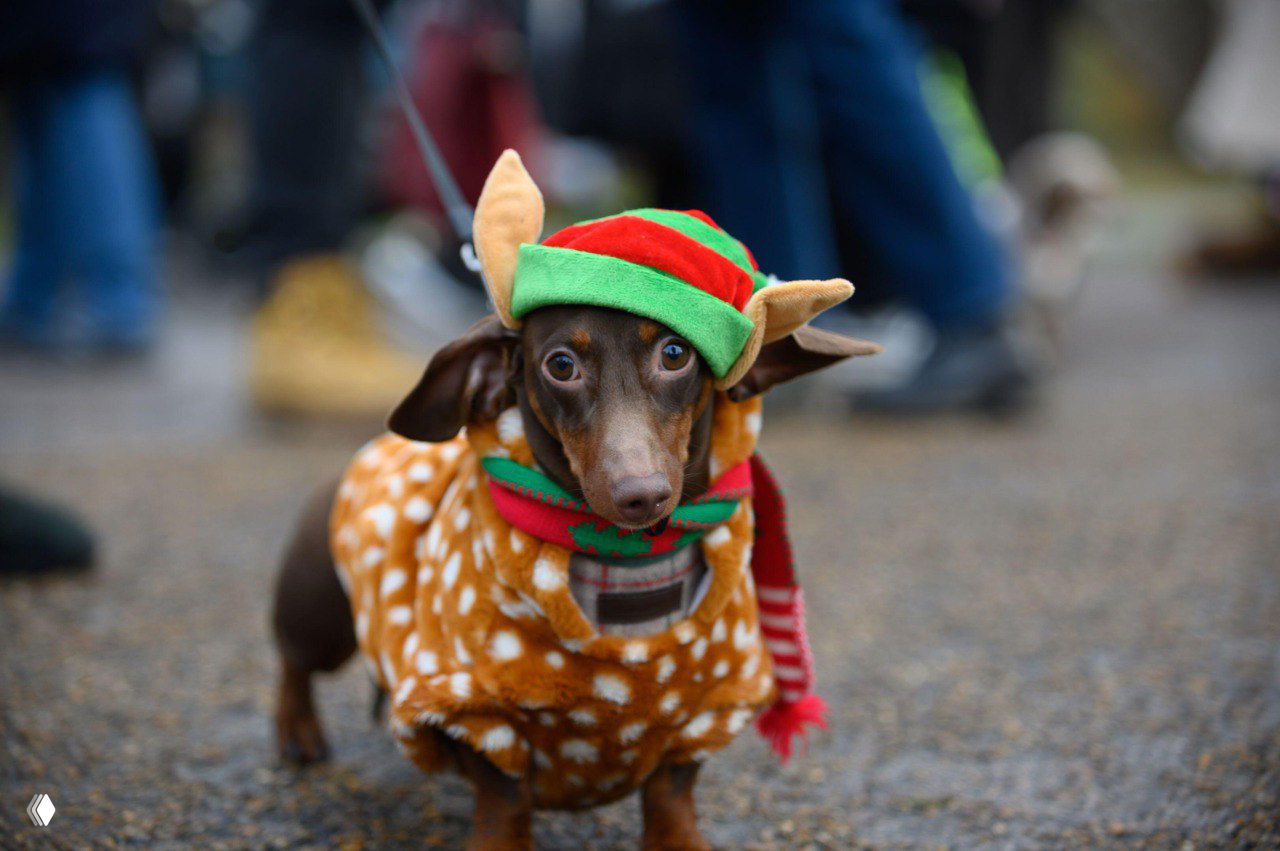 Шоколадная такса в наряде эльфа и тёплой одежде на фоне размытых фигур посетителей на Hyde Park Sausage Dog Walk в Лондоне.
