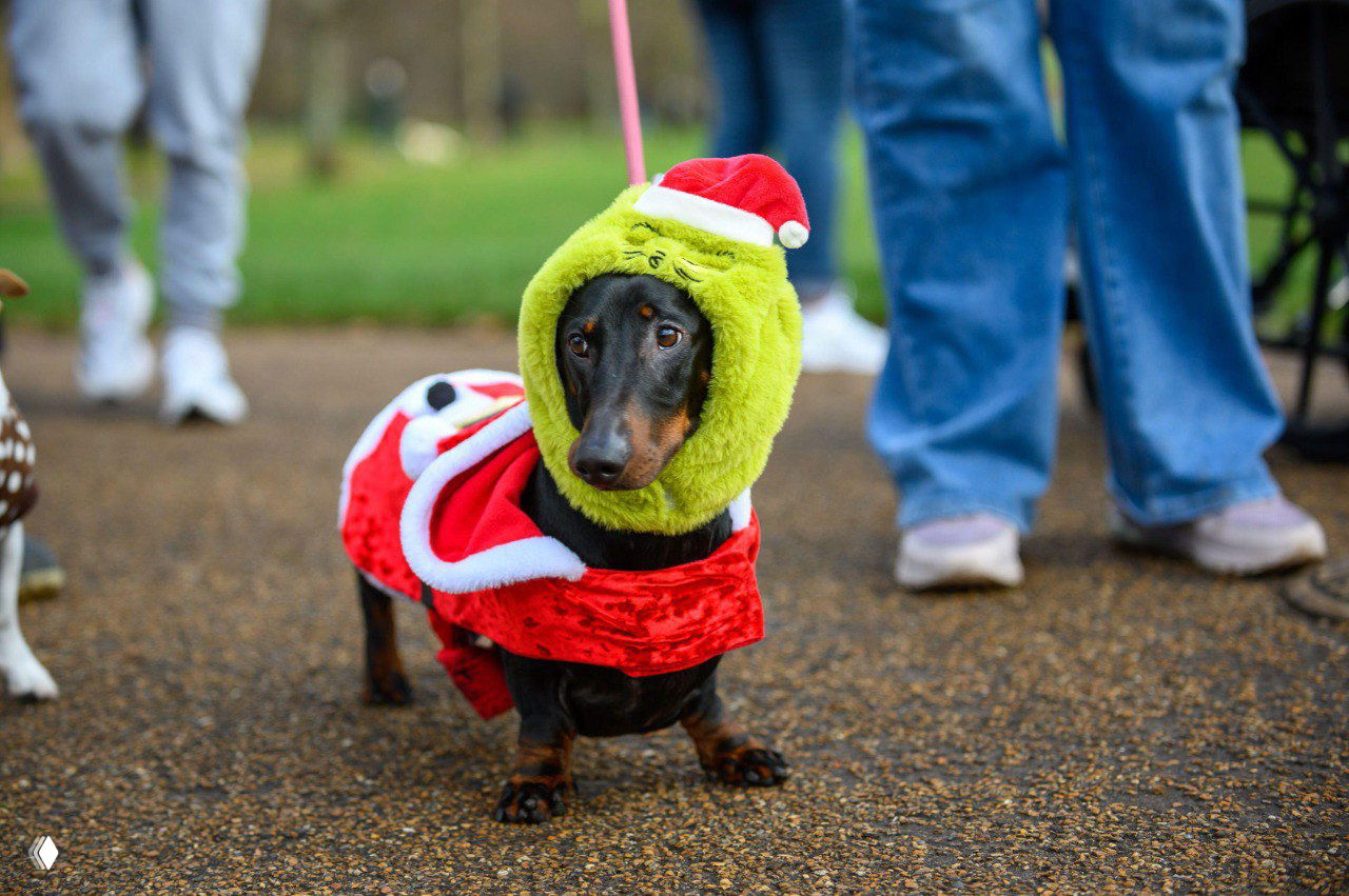 Чёрно‑рыжая такса в зелёно‑красной шапке и праздничном плаще идёт по дорожке Гайд‑парка во время рождественского фестиваля такс.