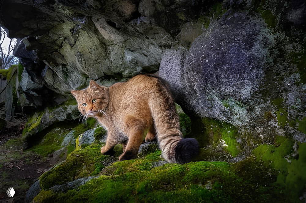 Дикий кот на мшистой скале у входа в пещеру — драматичный природный портрет с выраженной текстурой камня и мягким боке; финалист CUPOTY 2025.