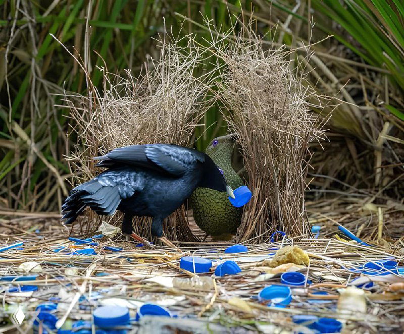 Птица-садовник у украшенного домика с синими пластиковыми крышками — документальная фотография поведения птиц и их декоративных приёмов; финалист CUPOTY 2025.