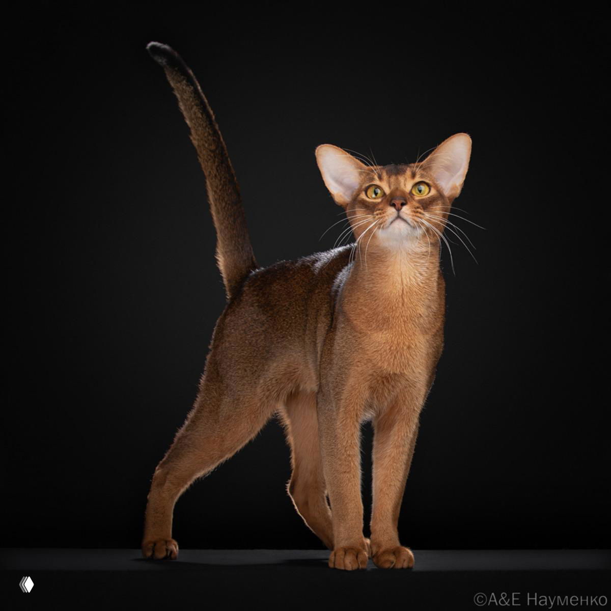 Самые красивые домашние коты по версии WCF