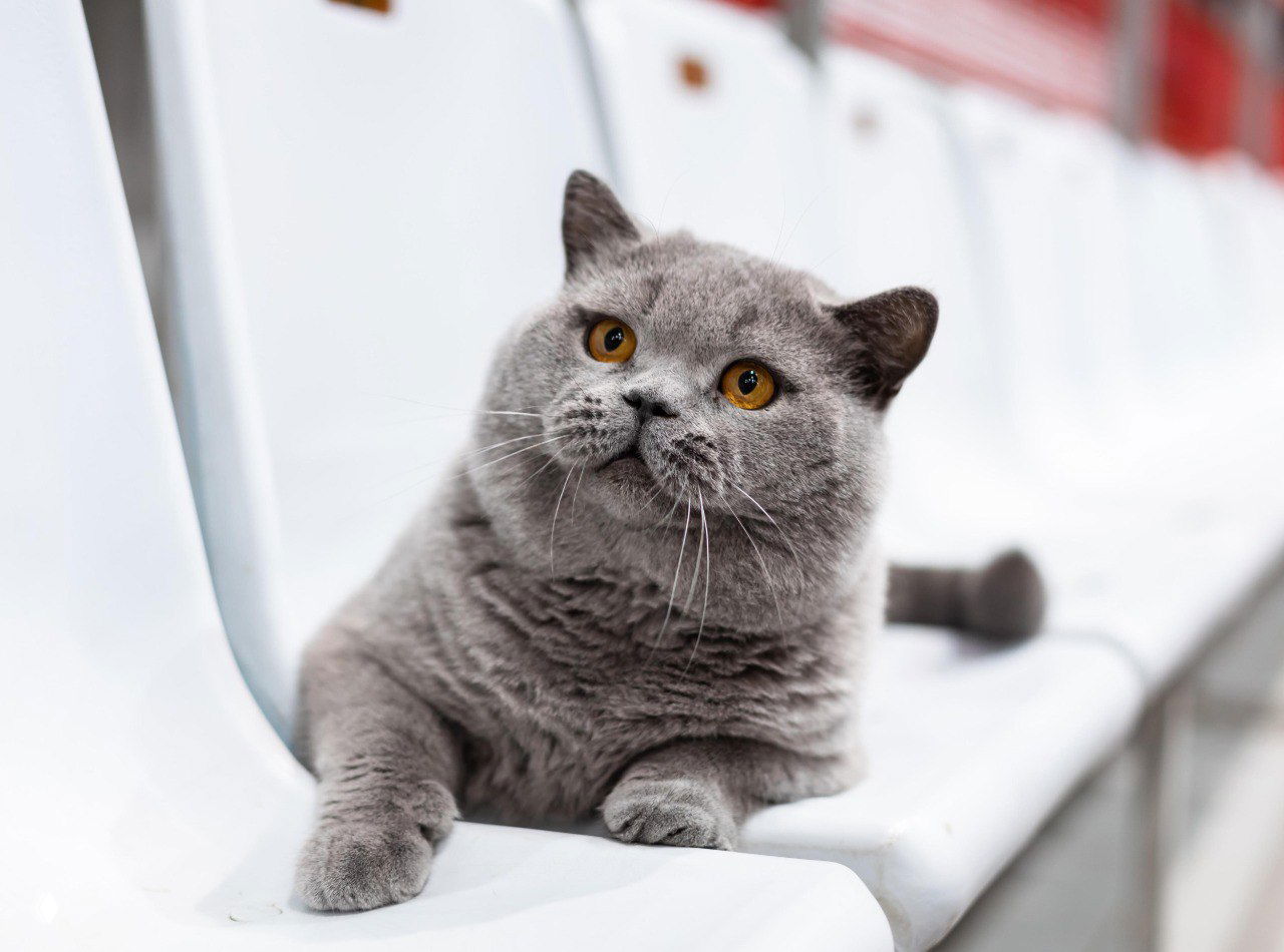 Серый британский короткошерстный кот расположился на белых сиденьях; спокойный портрет с крупными золотистыми глазами.