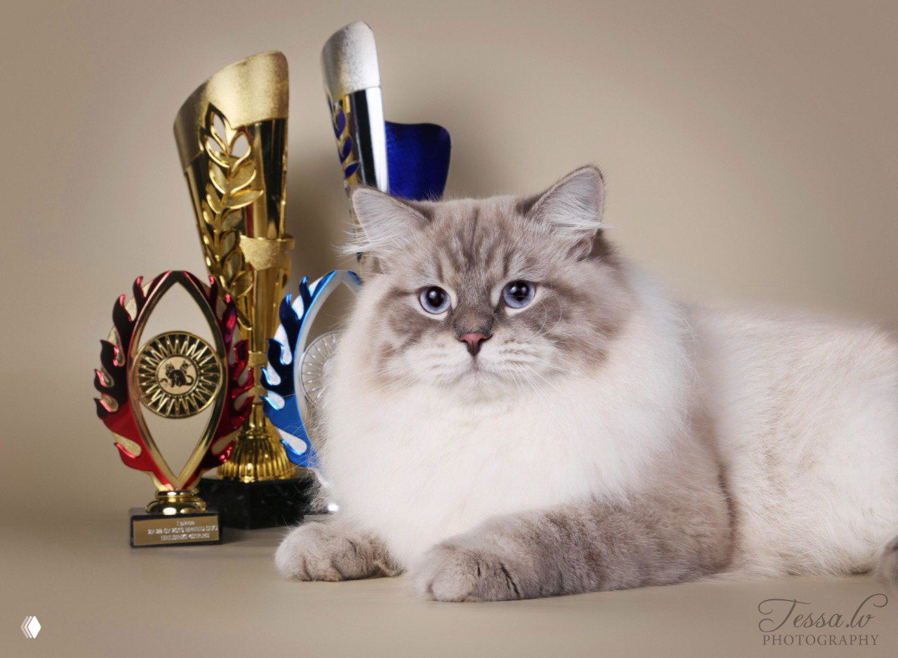 Портрет голой кошки (сфинкс) на темном фоне; отчетливые складки кожи и большие глаза, студийная фотосессия.