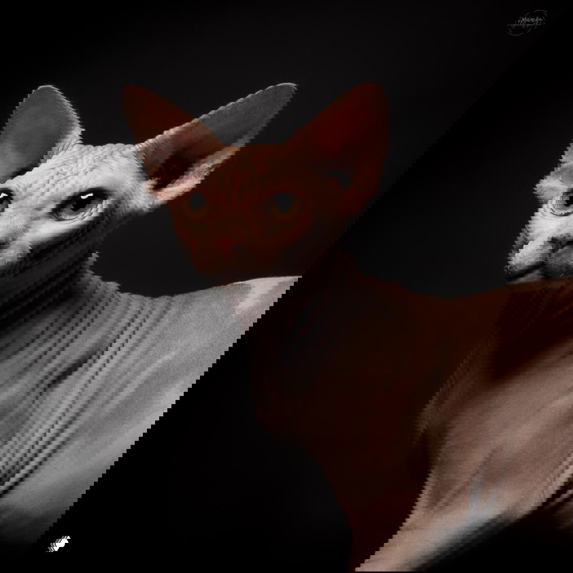 Крупный план кошки породы селкирк-рекс или похожей длинношерстной породы на нейтральном фоне; детализированная текстура шерсти.