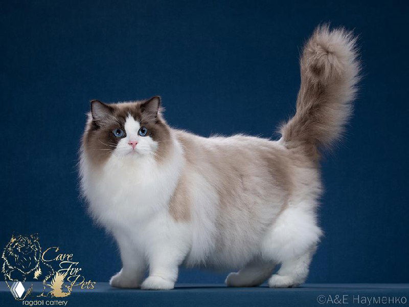 Пушистый рэгдолл лежит рядом с победными кубками на студийном столе; композиция демонстрирует призовые места выставок.