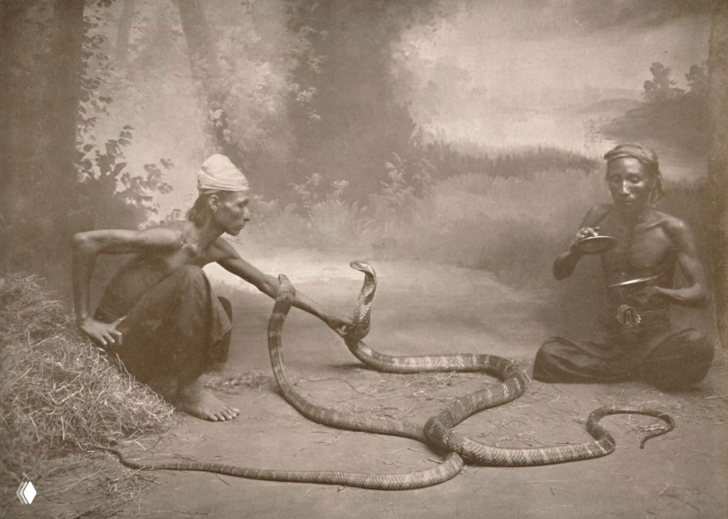 Смертельная профессия: как выживают змееловы